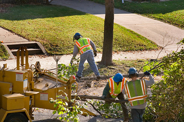 The Steps Involved in Our Tree Care Process in East Norwich, NY